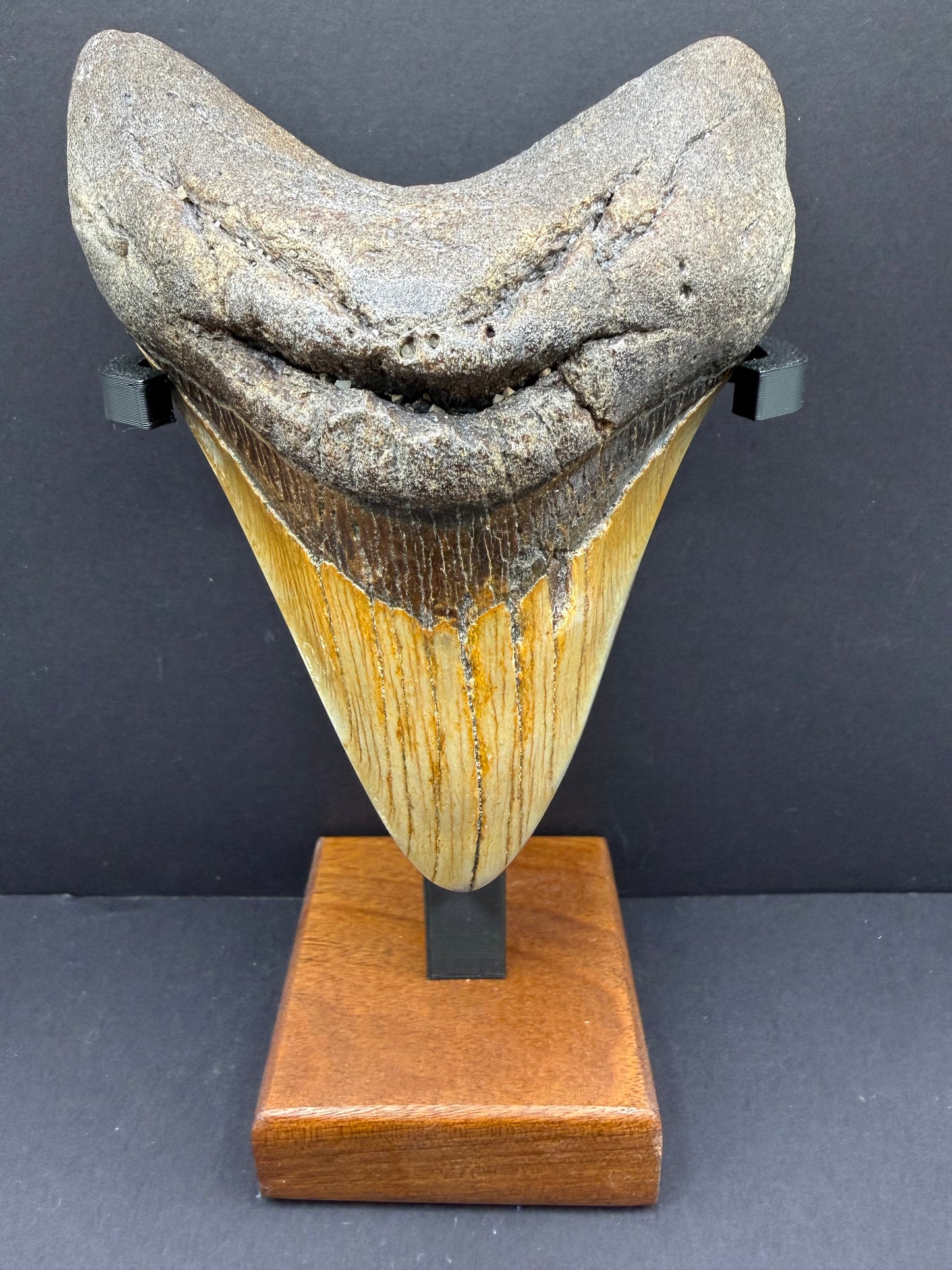 Megalodon Tooth