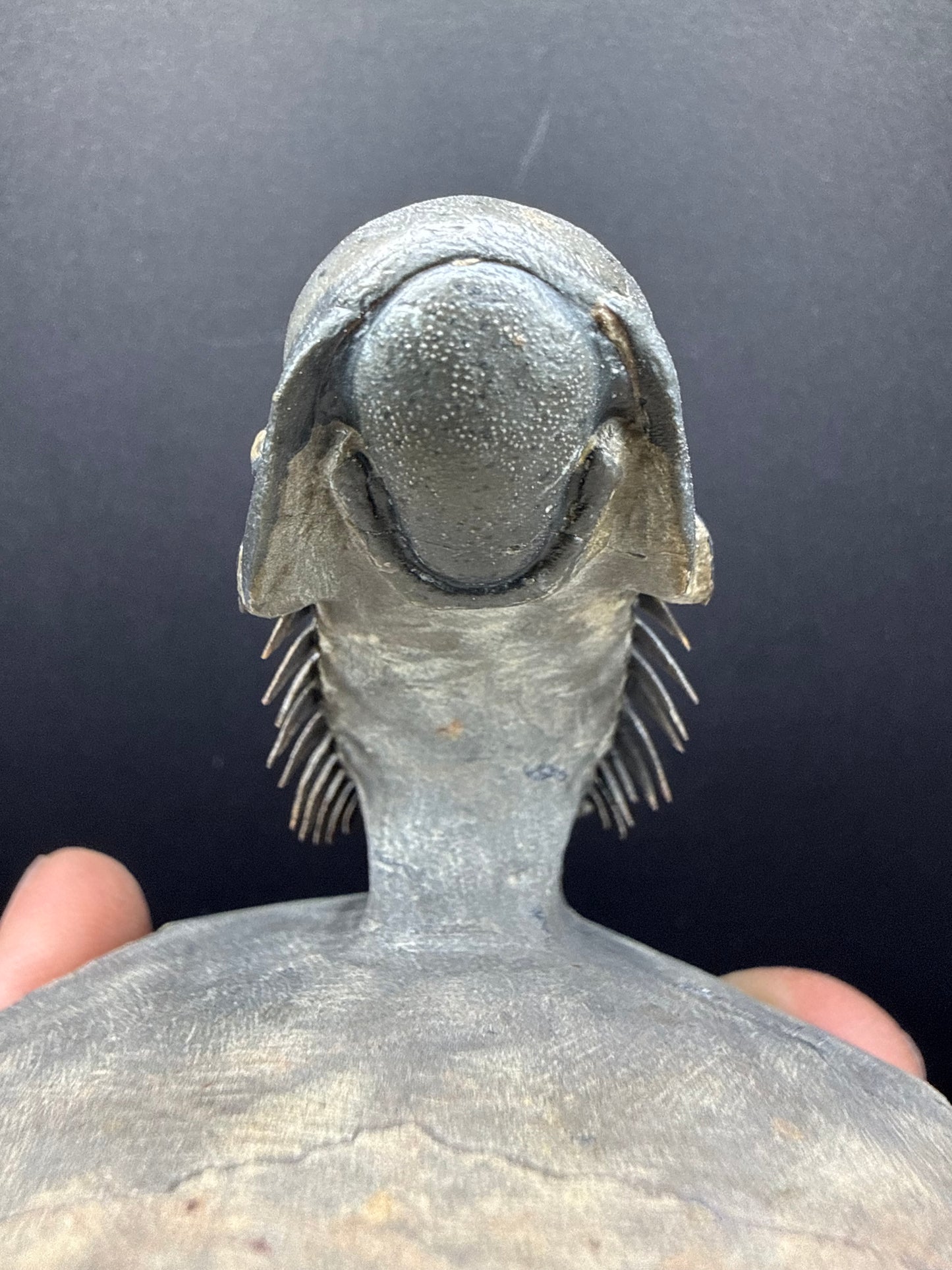 Crotalocephalus Trilobite