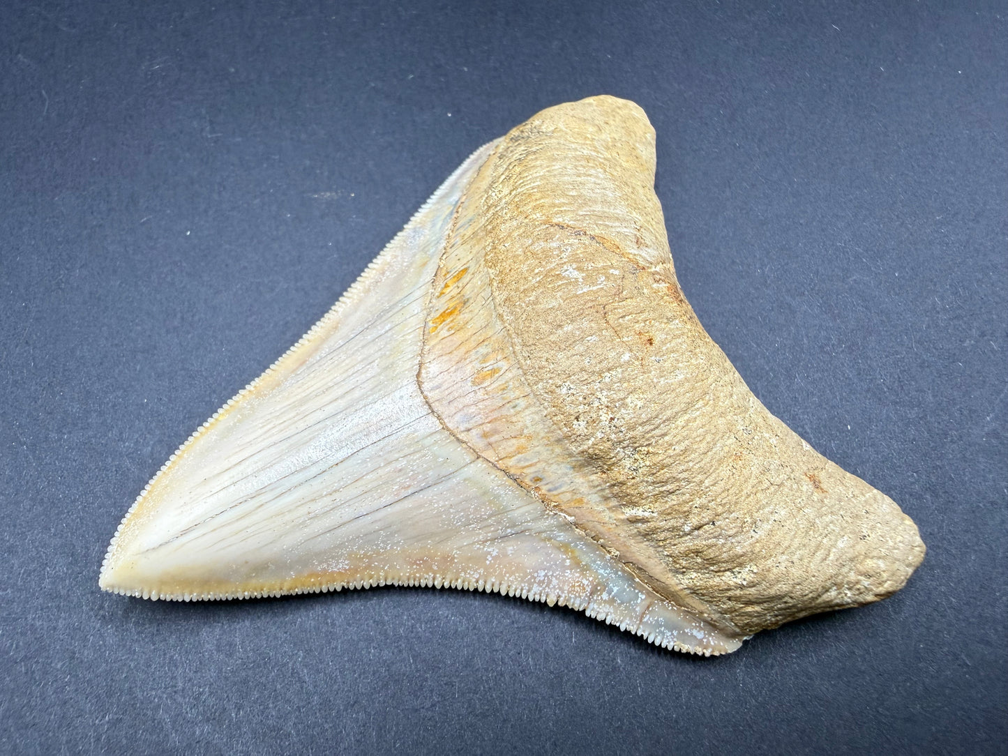 Megalodon Tooth