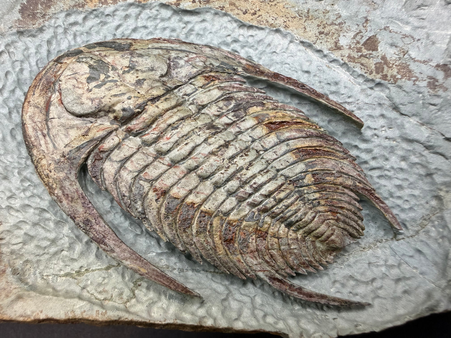 Neltneria Trilobite