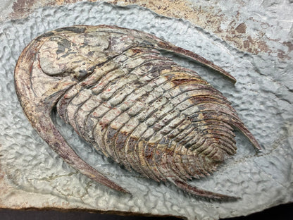 Neltneria Trilobite