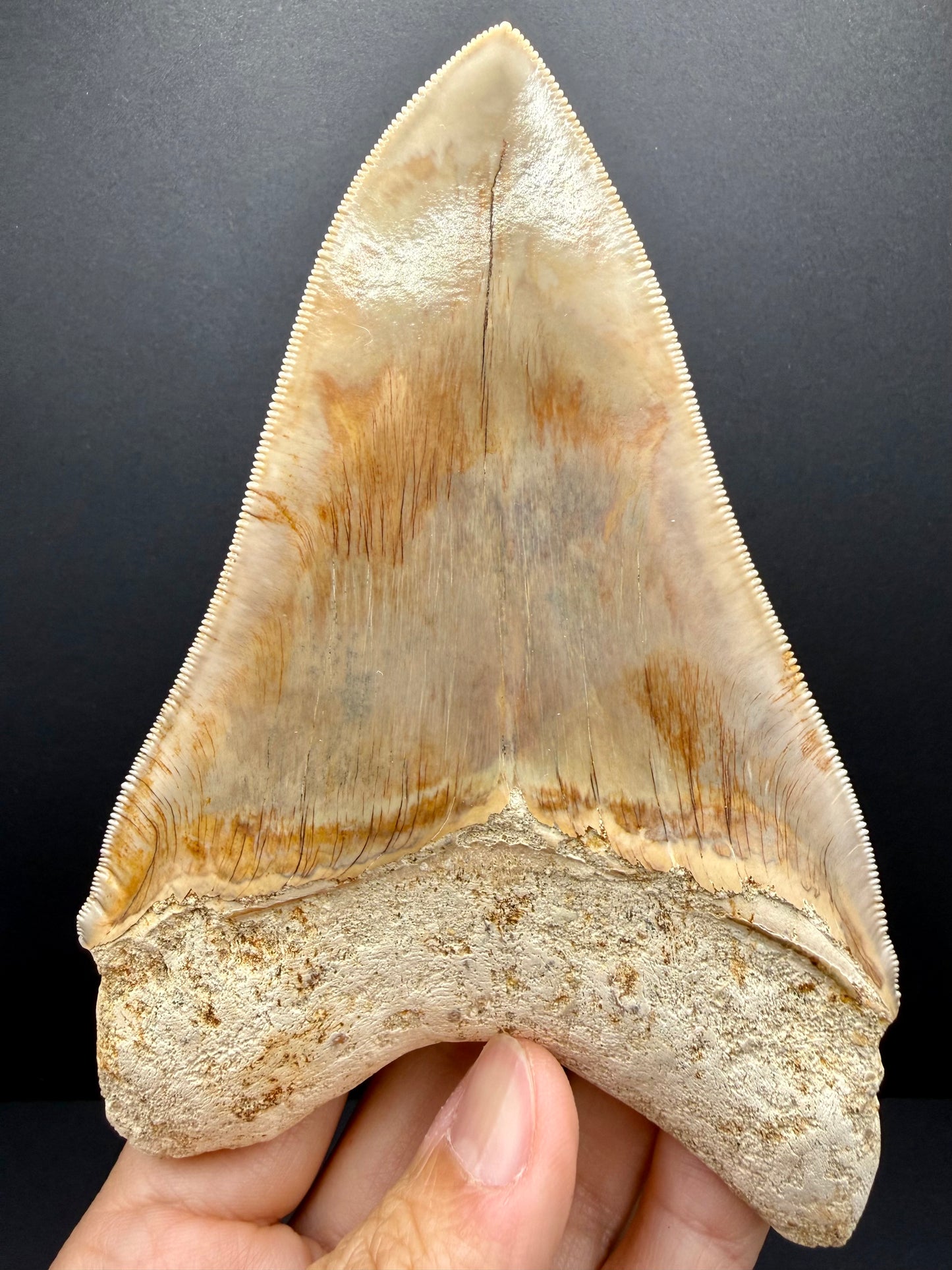 Megalodon Tooth