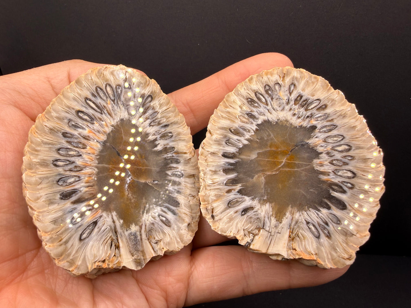 Araucaria Petrified Wood
