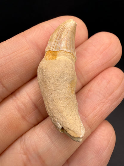 Dolphin Tooth