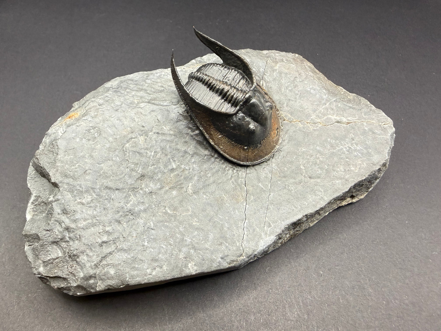 Harpes Trilobite