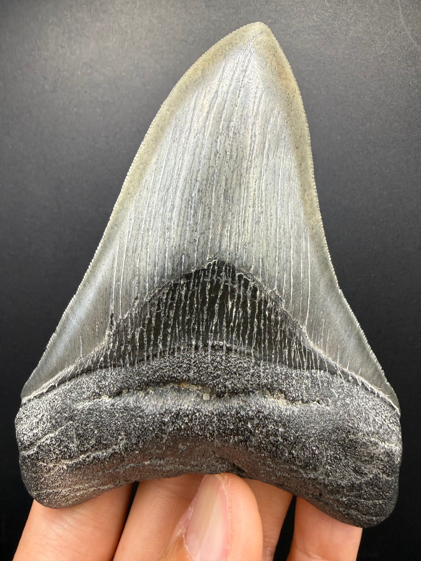 Megalodon Tooth