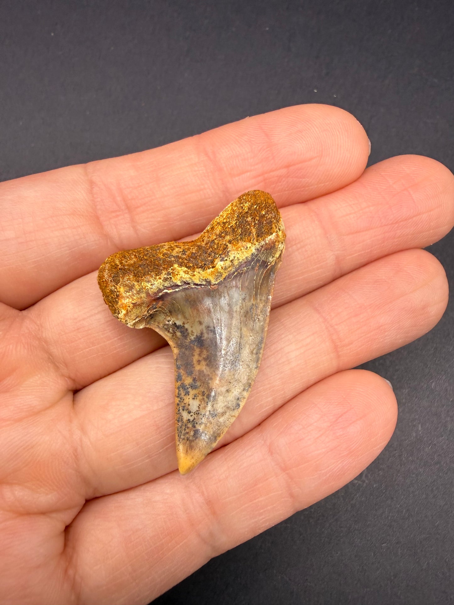 Mako Tooth
