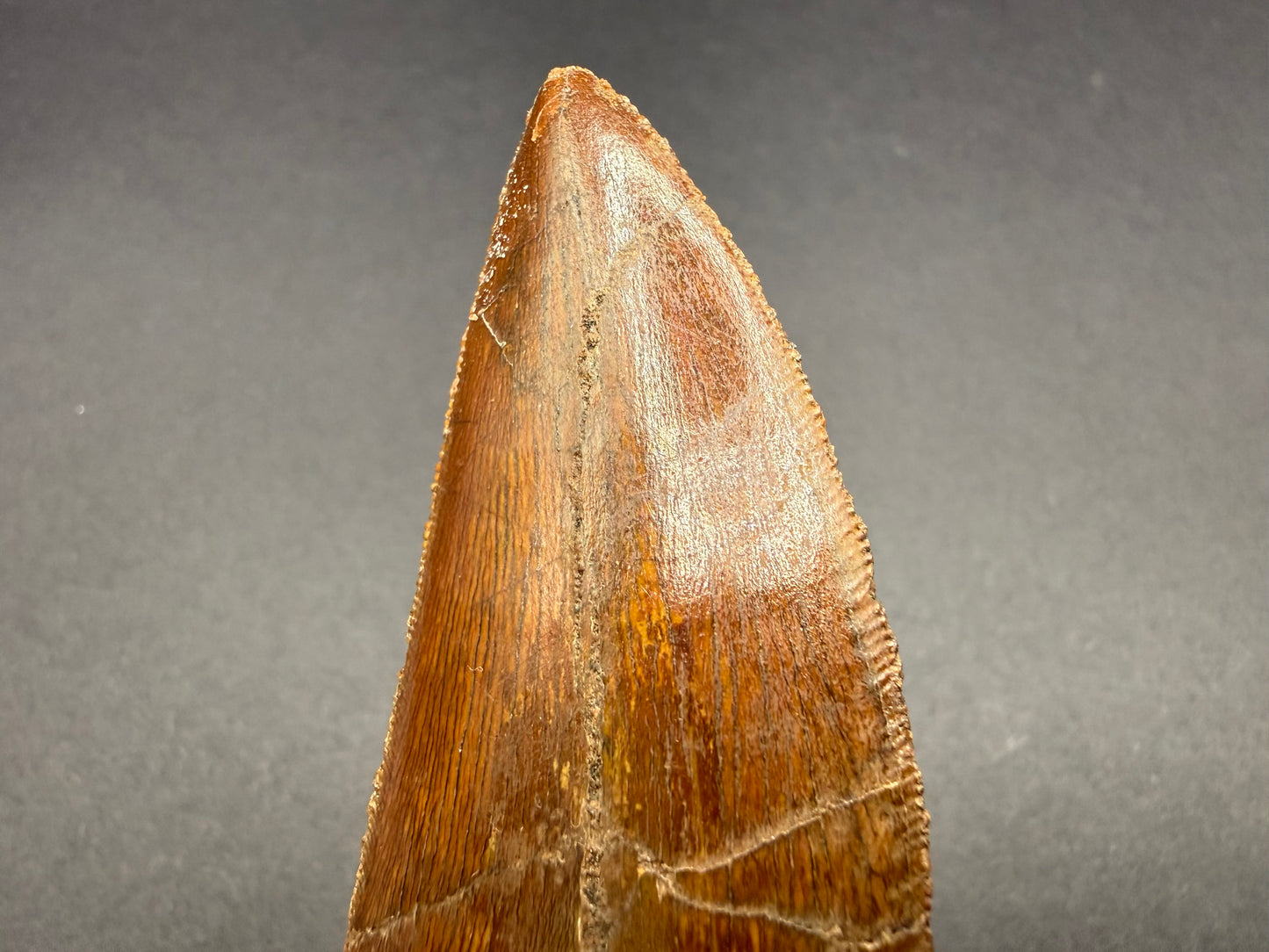 Carcharodontosaurus Tooth