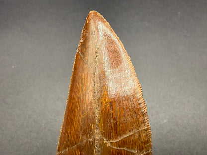 Carcharodontosaurus Tooth