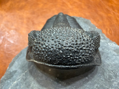 Drotops Trilobite