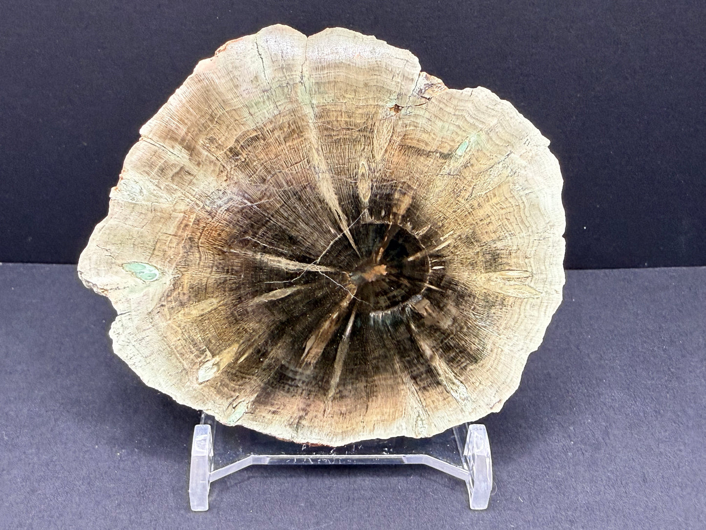 Woodworthia Petrified Wood