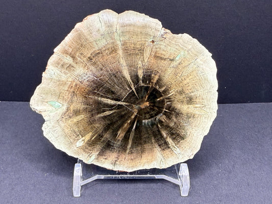 Woodworthia Petrified Wood