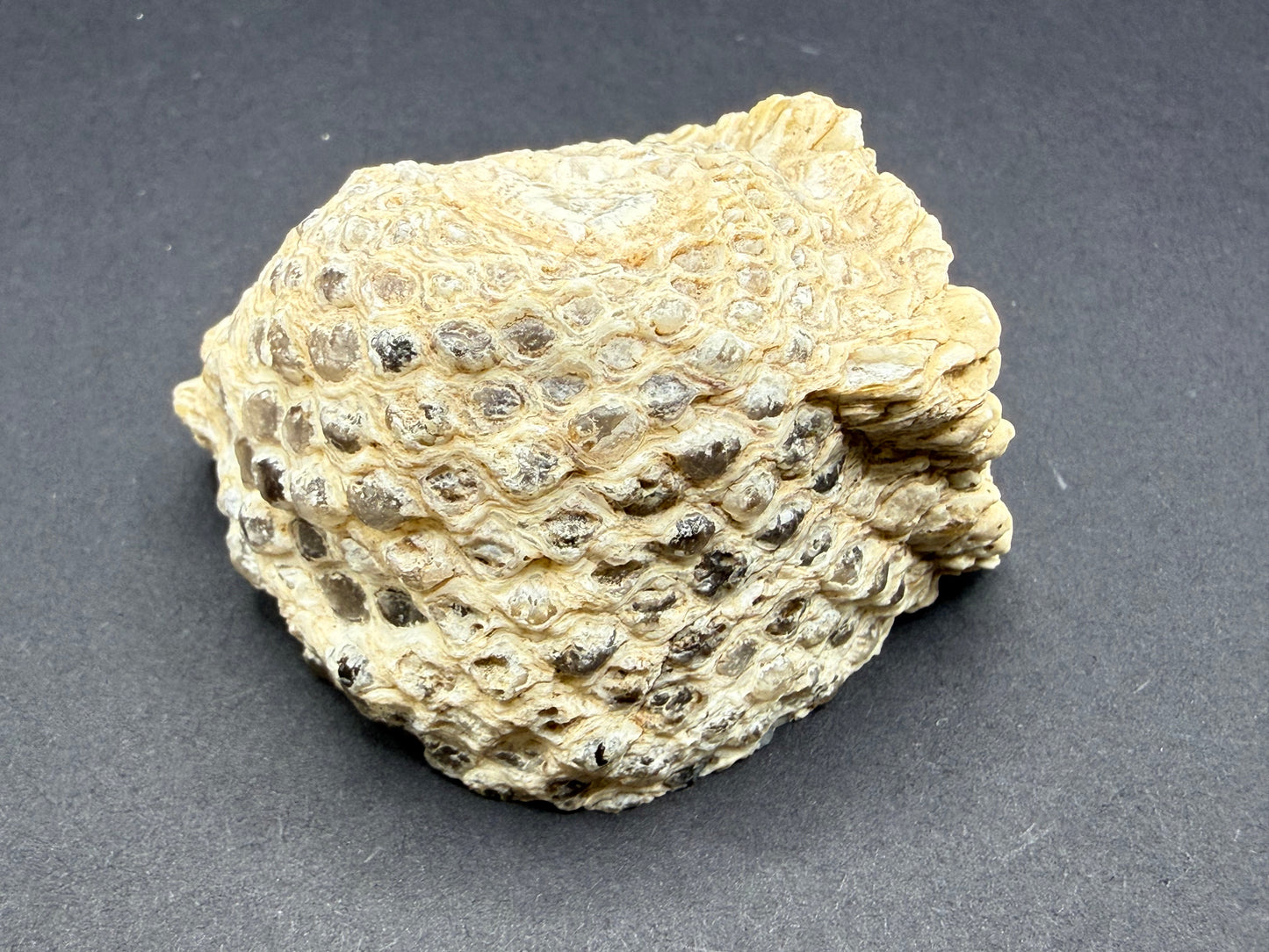 Araucaria Petrified Wood