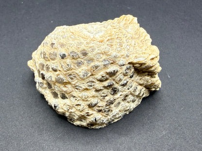 Araucaria Petrified Wood