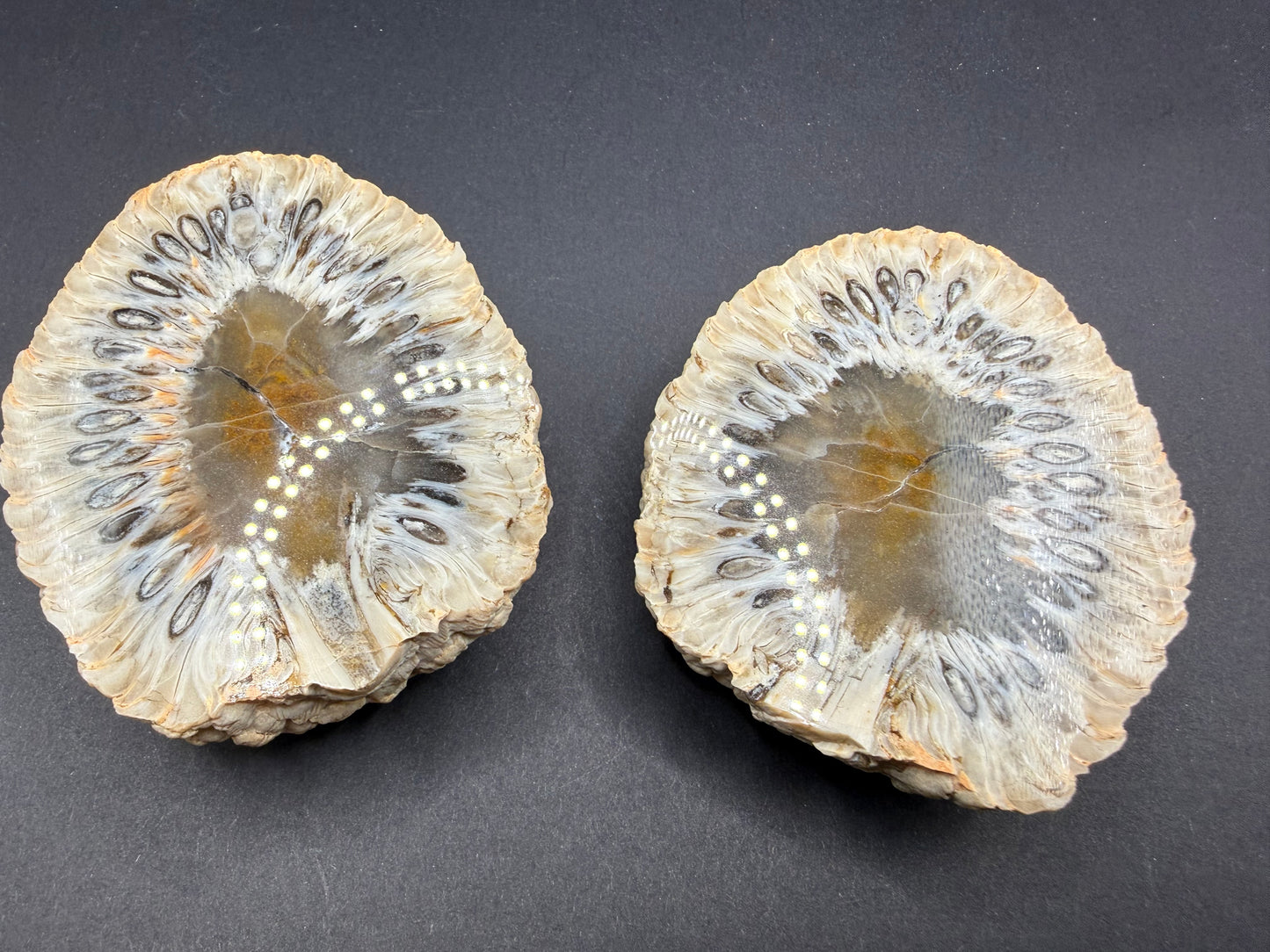 Araucaria Petrified Wood