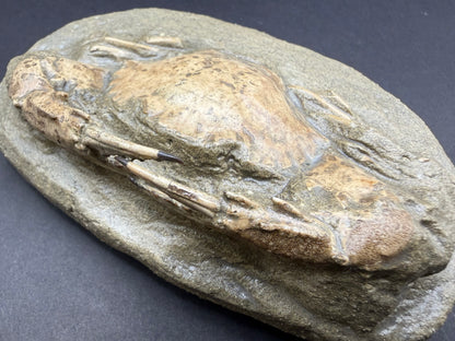 Charybdis Crab
