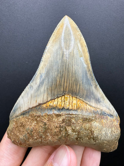Megalodon Tooth