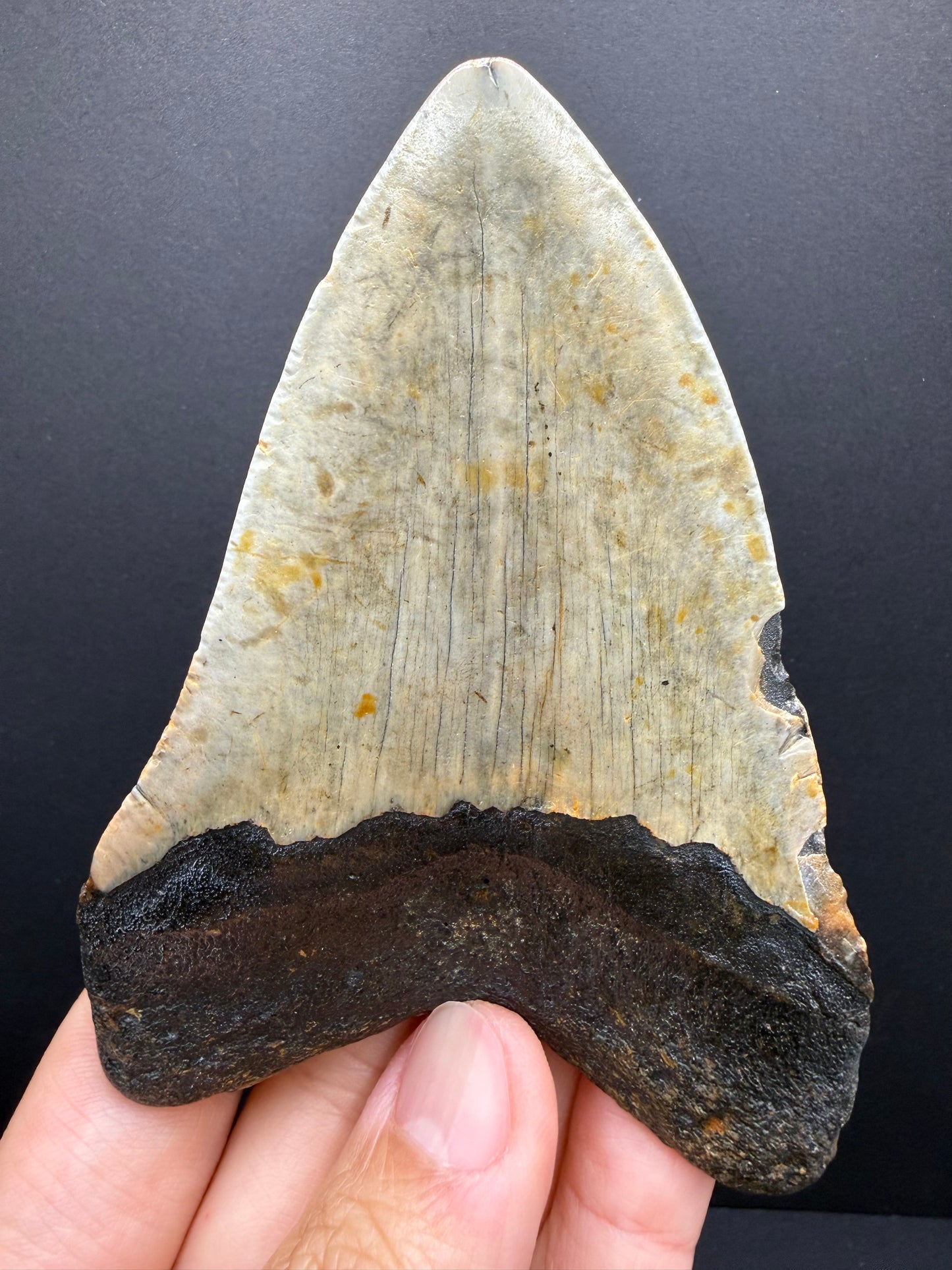 Megalodon Tooth