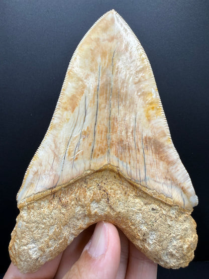 Megalodon Tooth