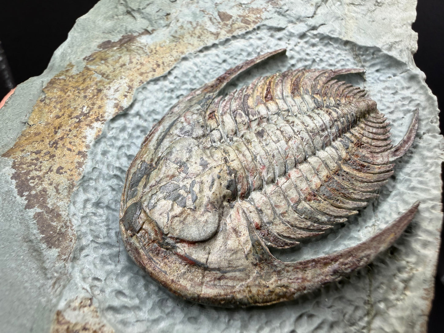 Neltneria Trilobite