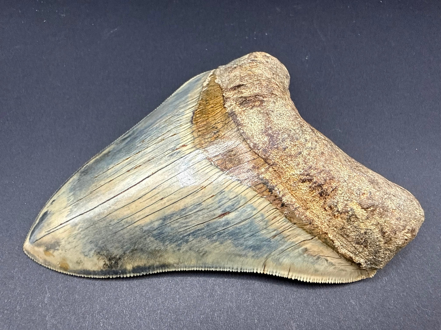 Megalodon Tooth