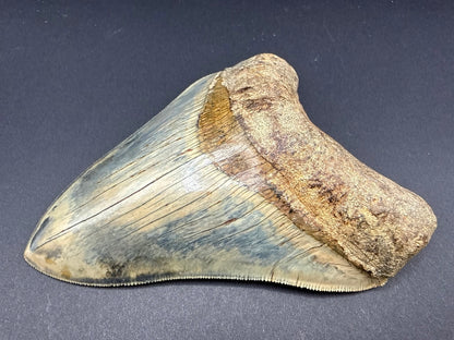 Megalodon Tooth