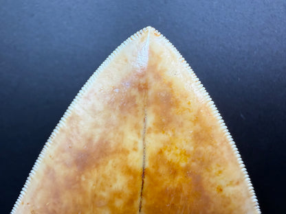 Megalodon Tooth