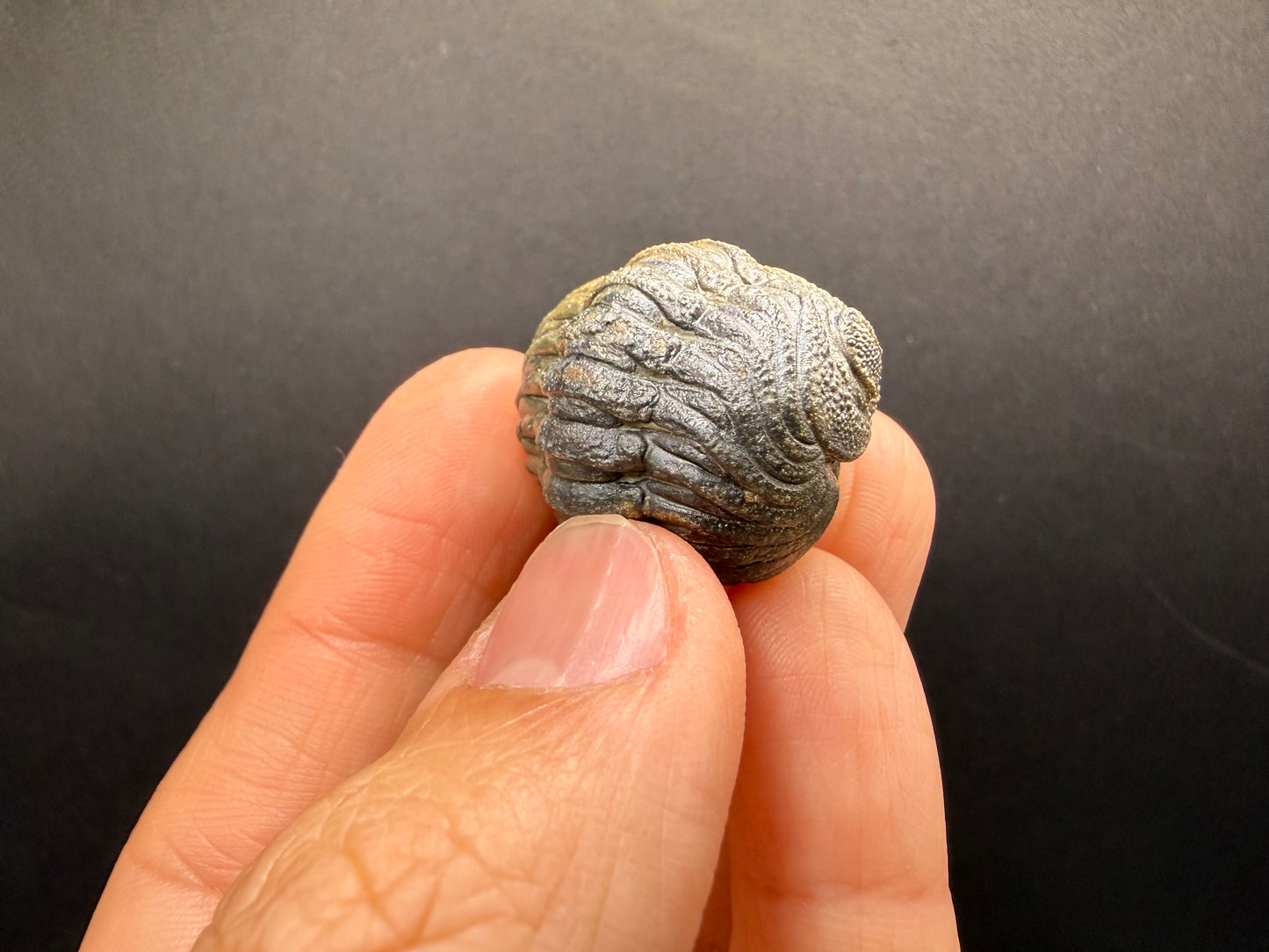 Enrolled Moroccops Trilobite