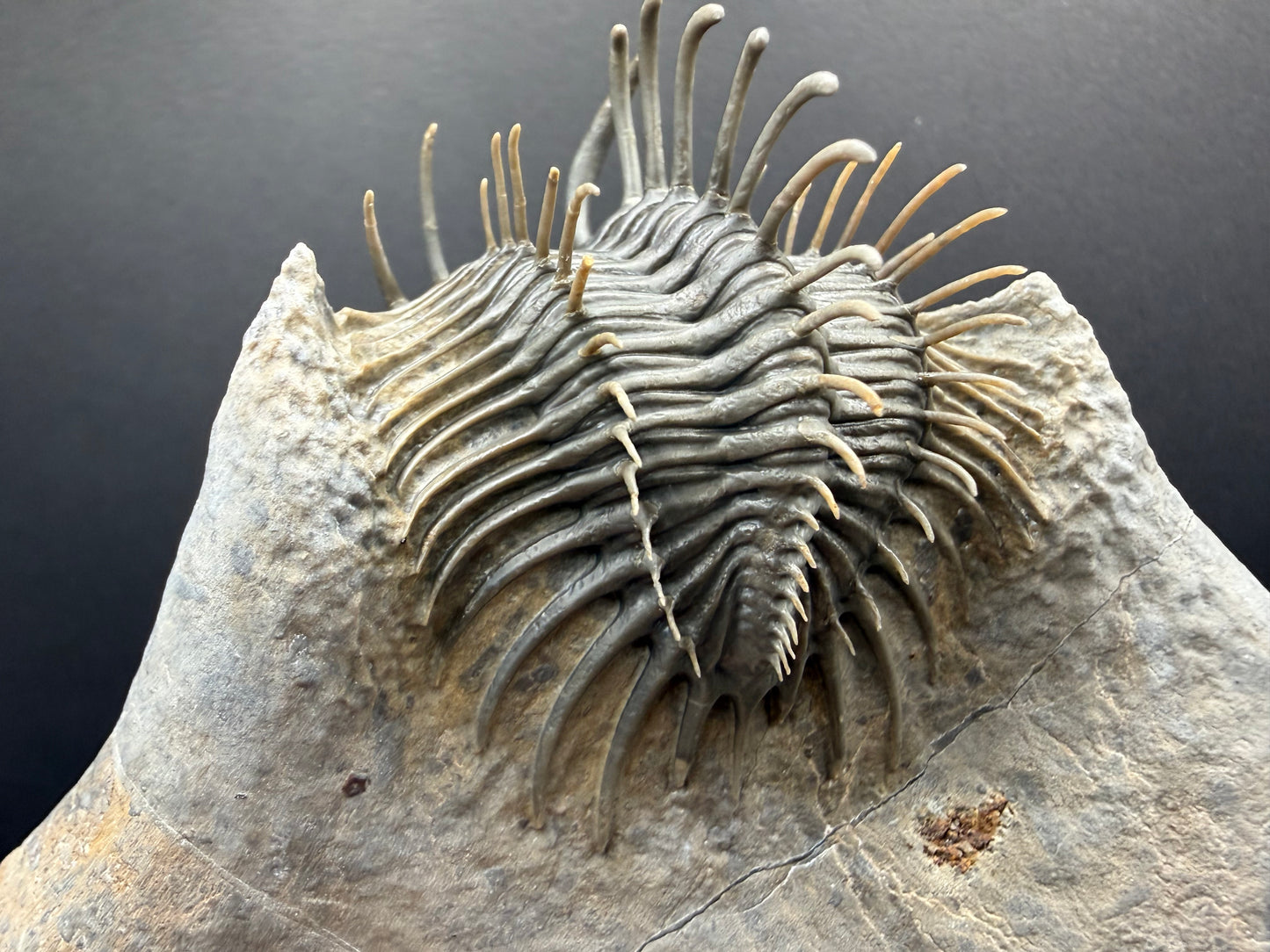 Comura Trilobite