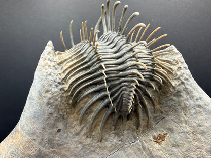Comura Trilobite