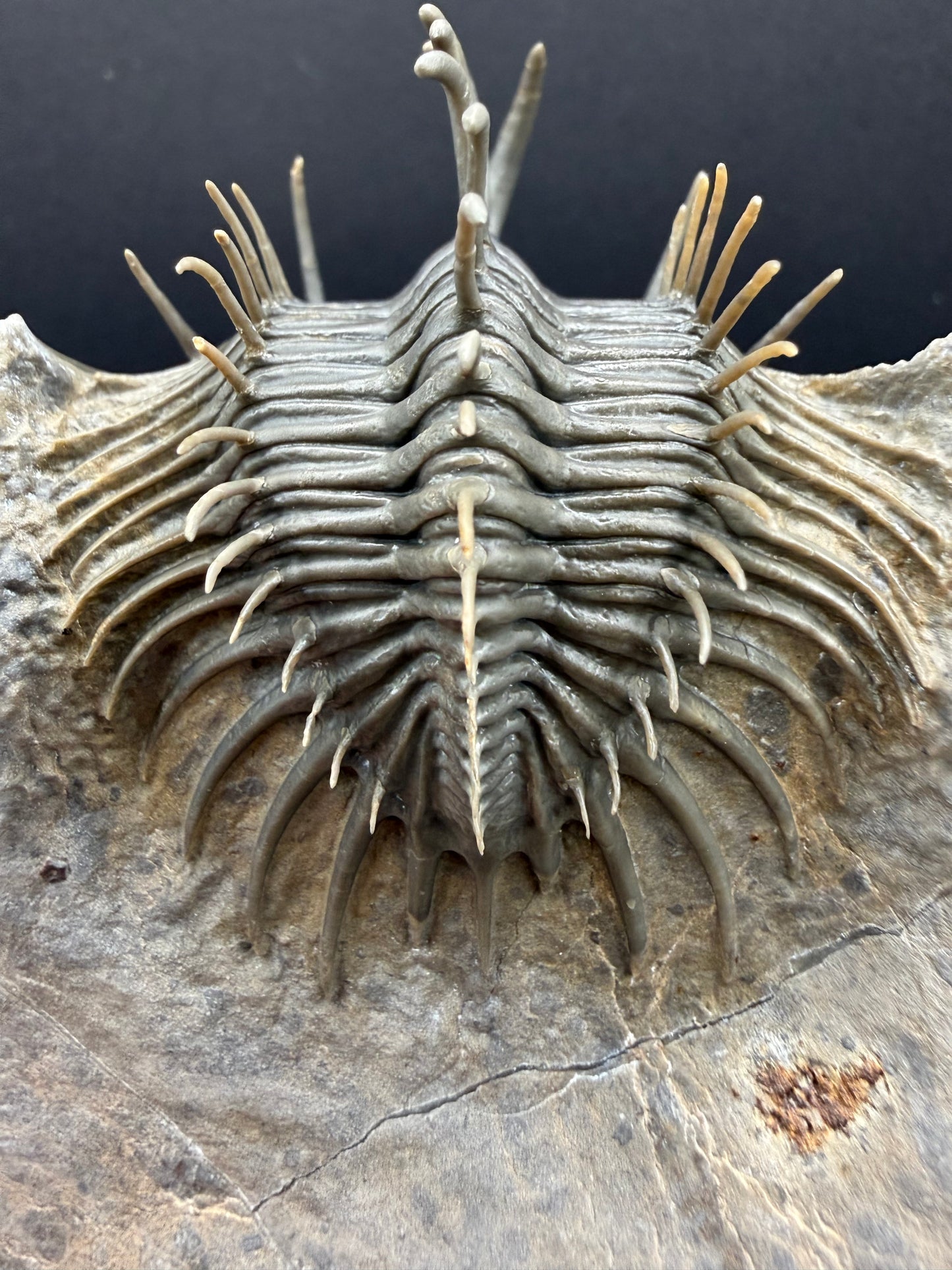 Comura Trilobite