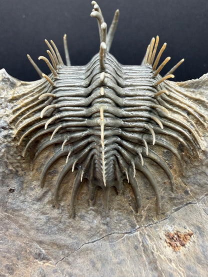 Comura Trilobite
