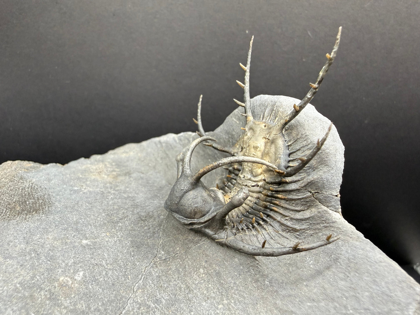 Ceratarges Trilobite