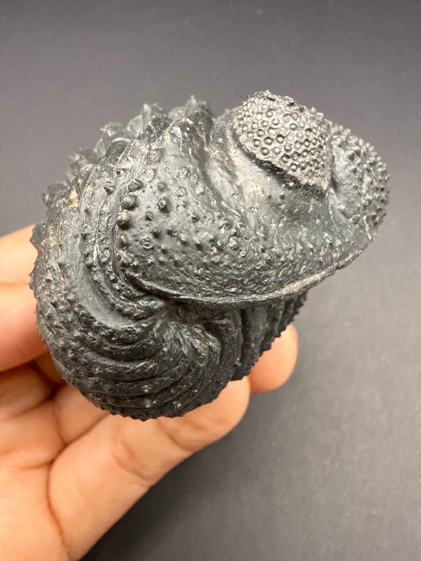 Drotops Trilobite