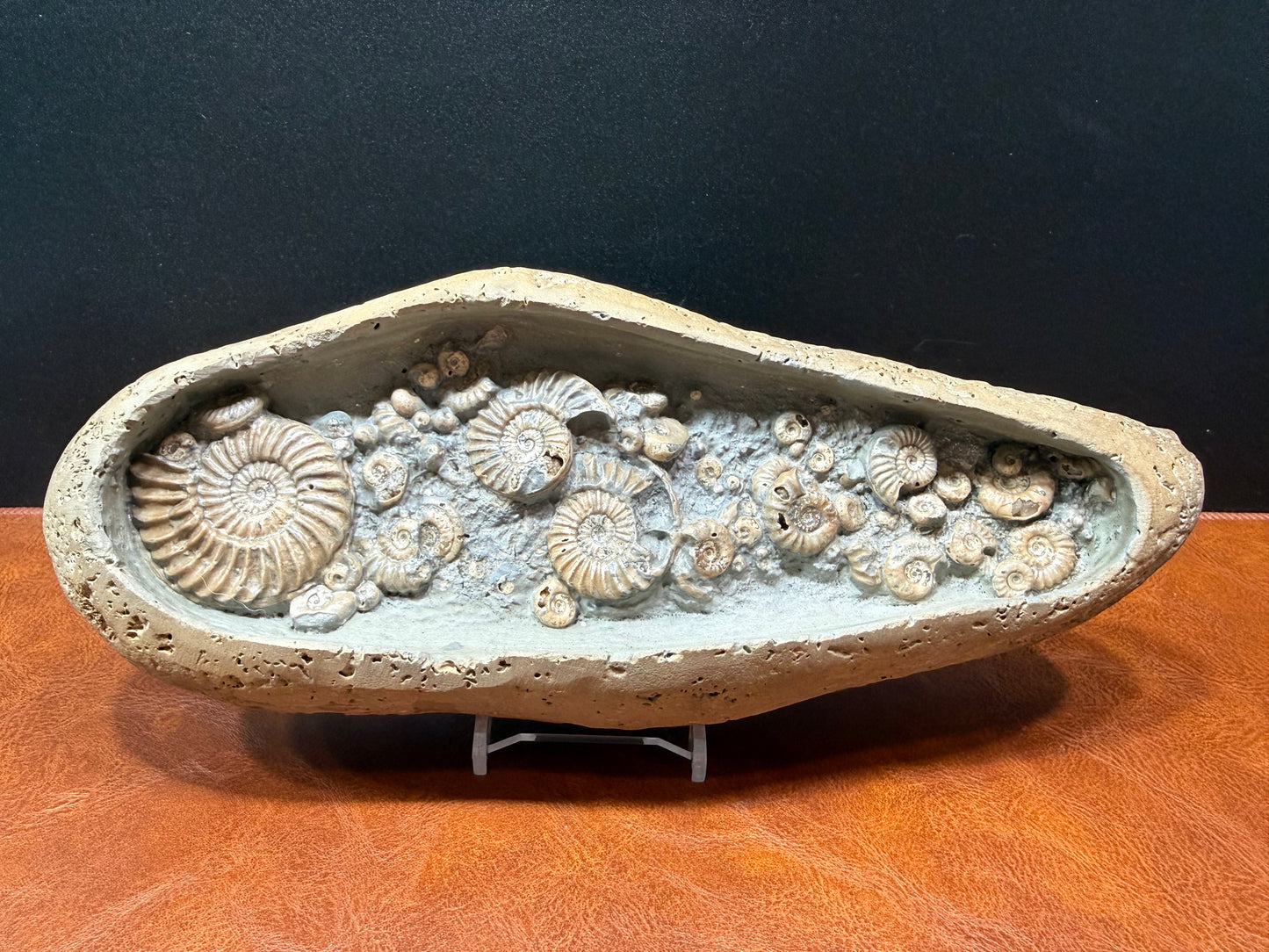 Ammonite Nodule