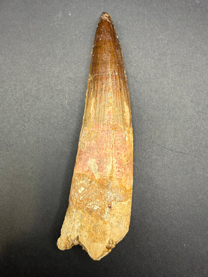 Spinosaurus Tooth