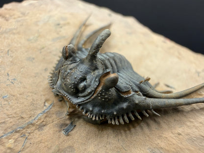 Kettneraspis Trilobite