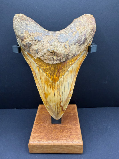 Megalodon Tooth