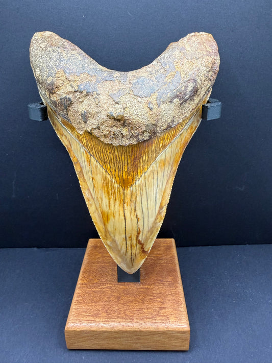 Megalodon Tooth