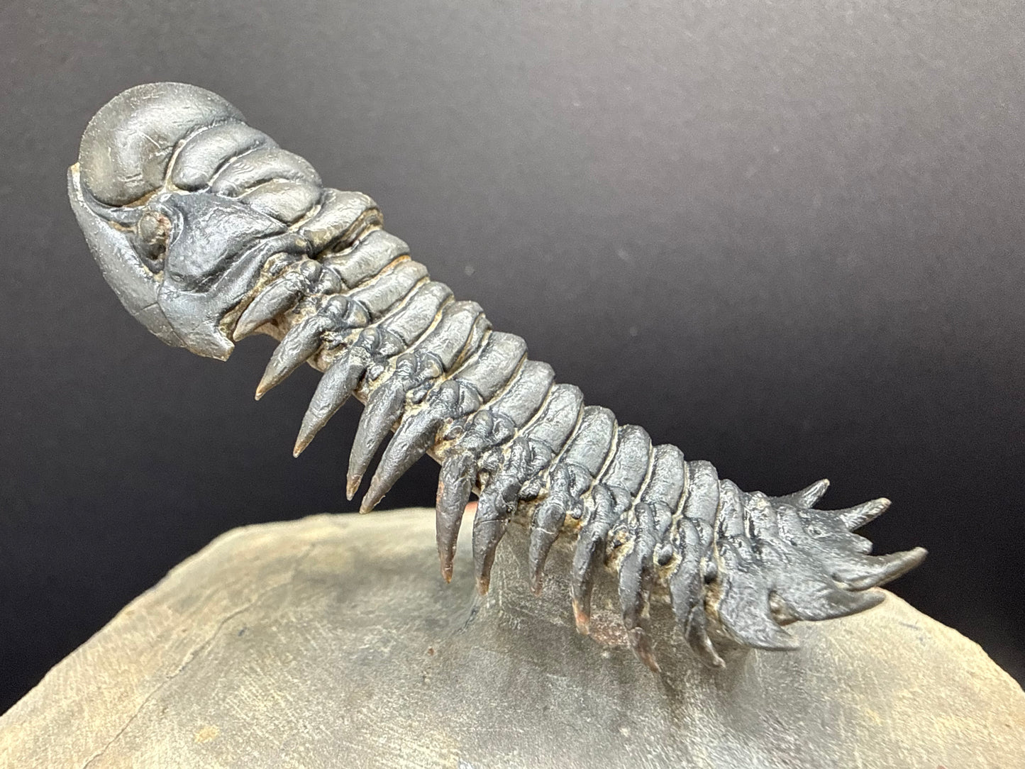 Crotalocephalus Trilobite