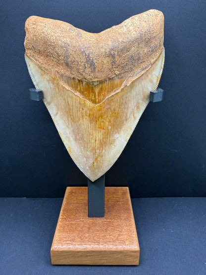 Megalodon Tooth