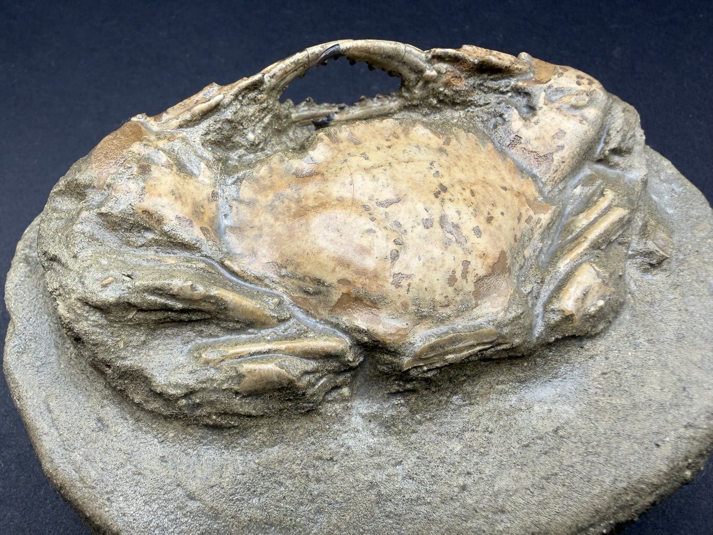 Charybdis Crab
