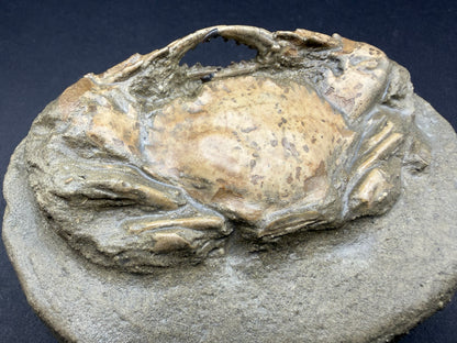 Charybdis Crab