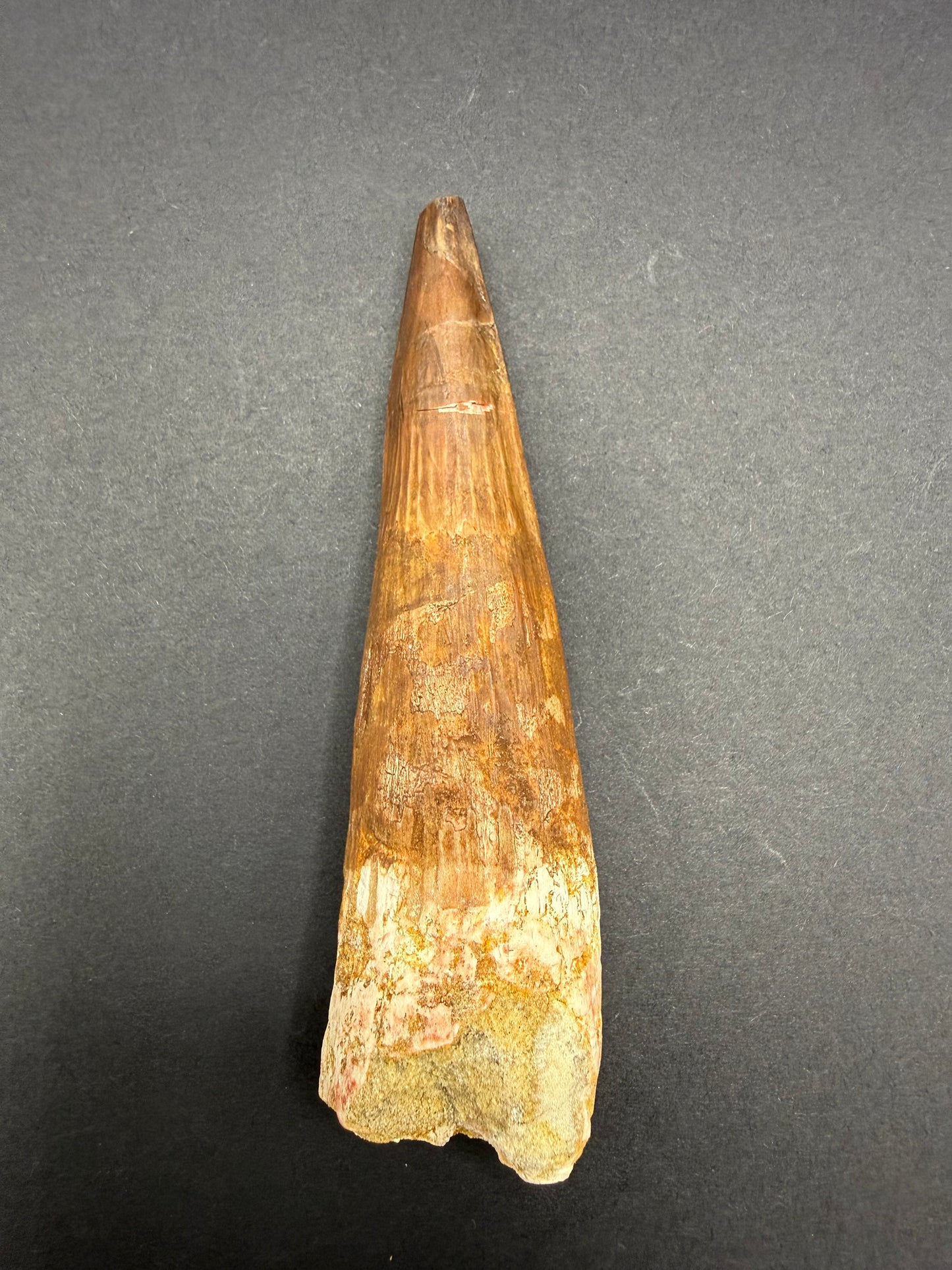 Spinosaurus Tooth