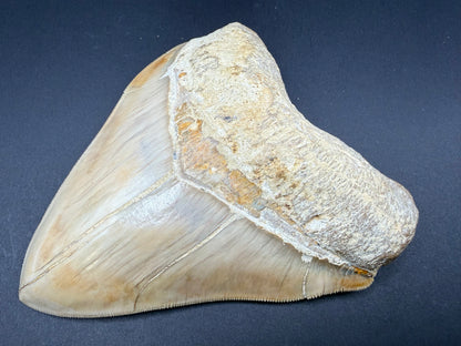 Megalodon Tooth