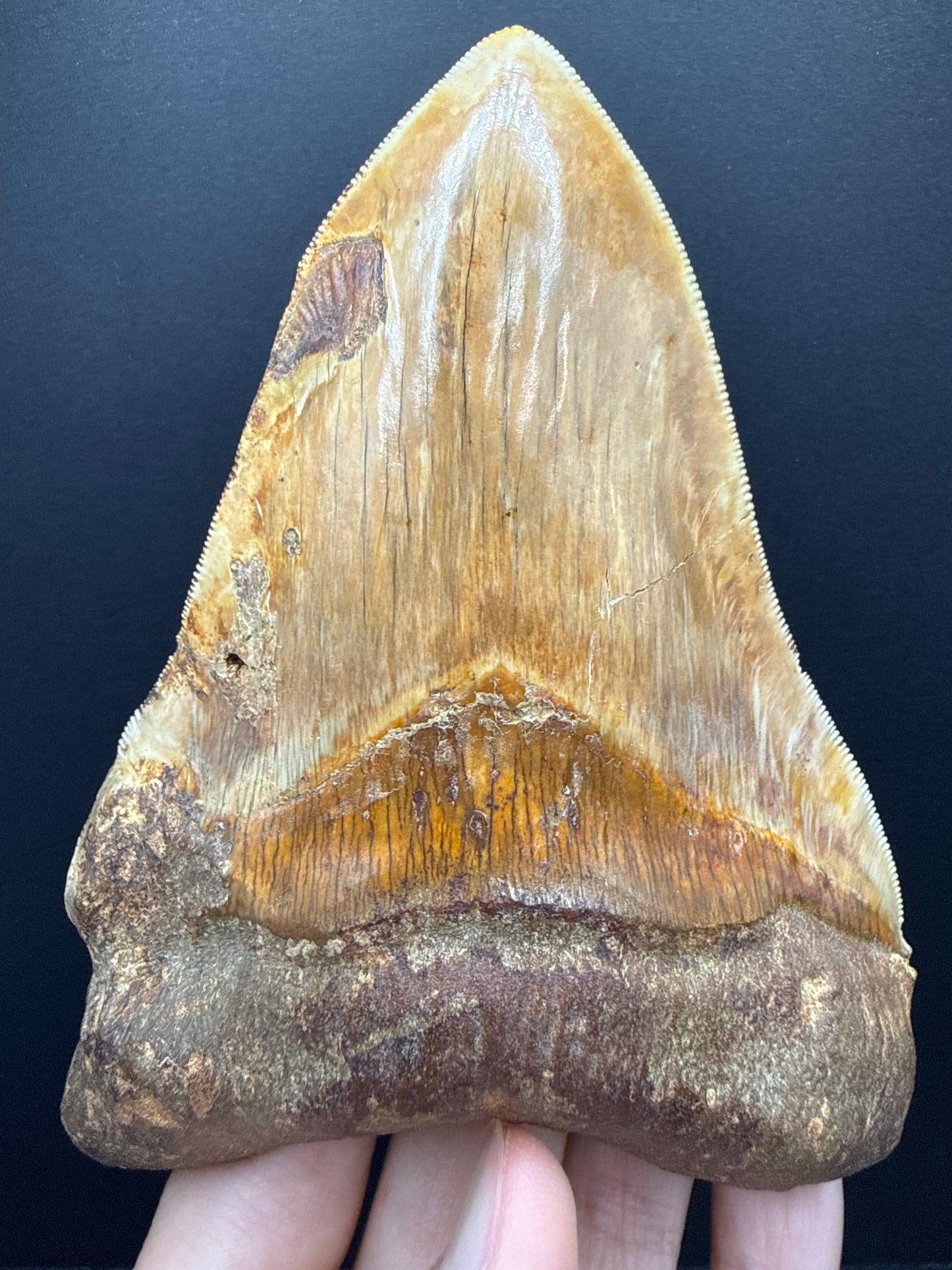 Megalodon Tooth