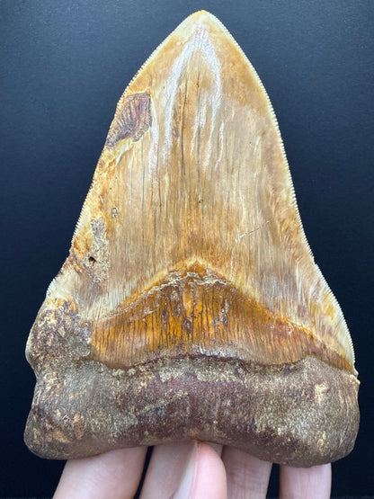 Megalodon Tooth