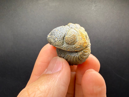 Enrolled Moroccops Trilobite