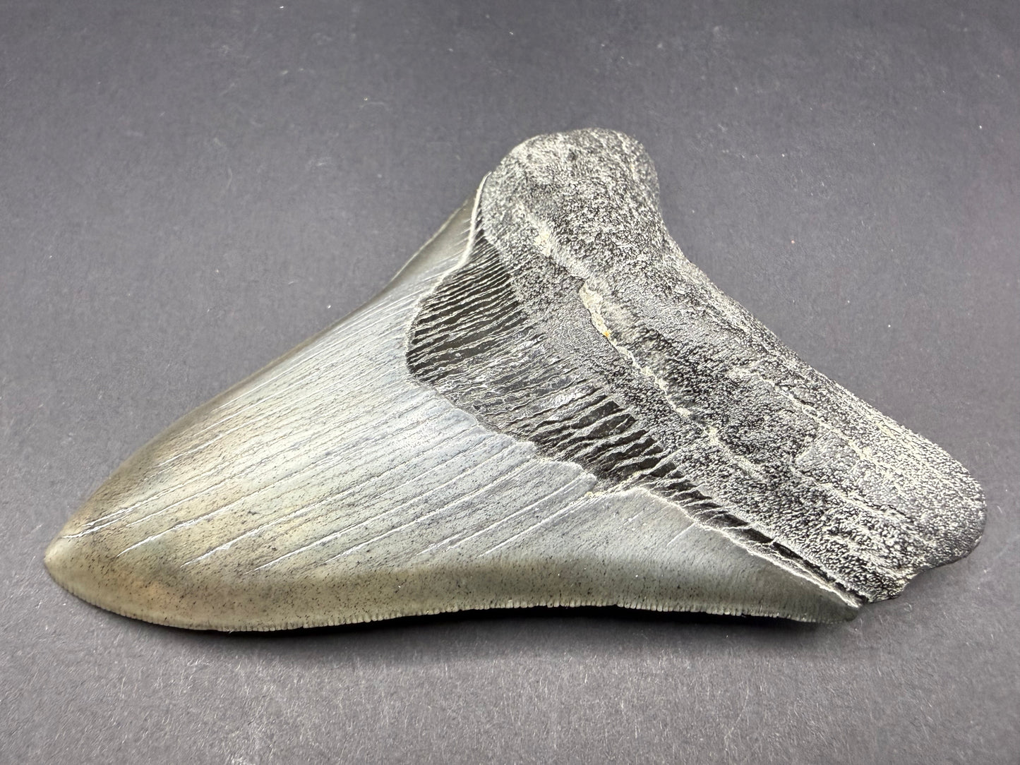 Megalodon Tooth