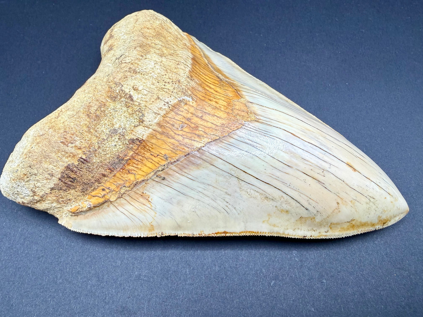 Megalodon Tooth